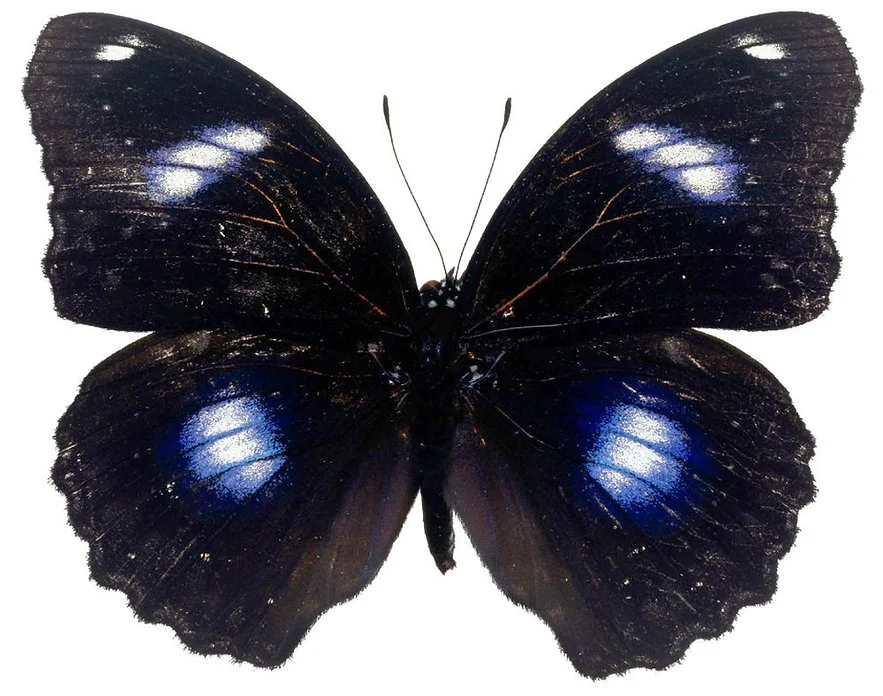 Бабочка Лунная