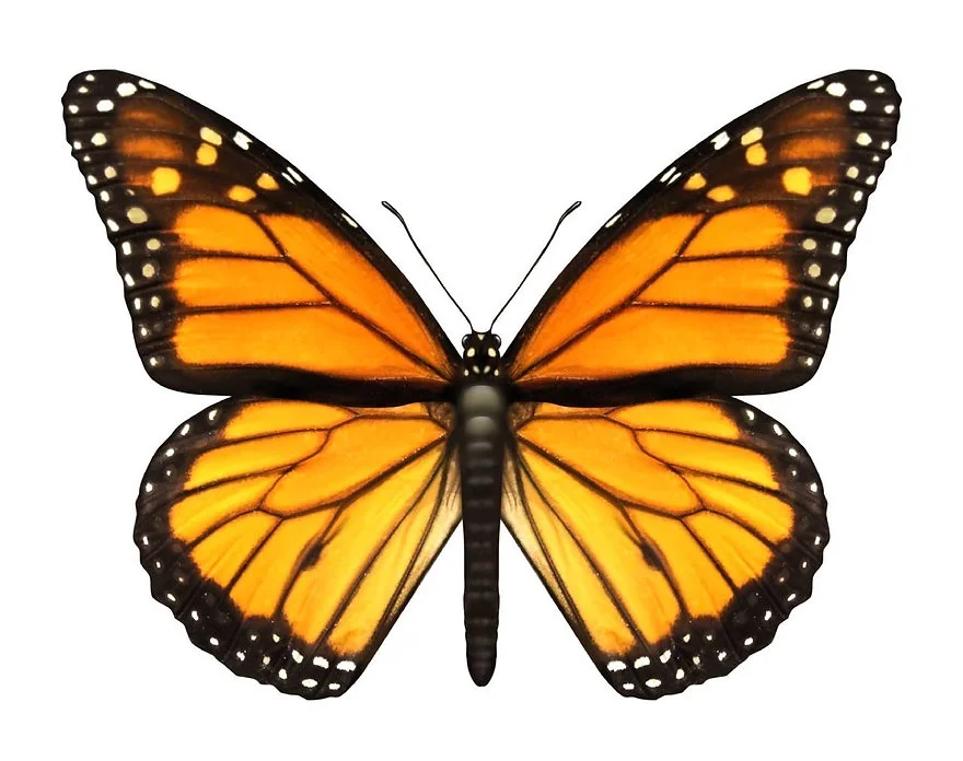 Бабочка Монарх