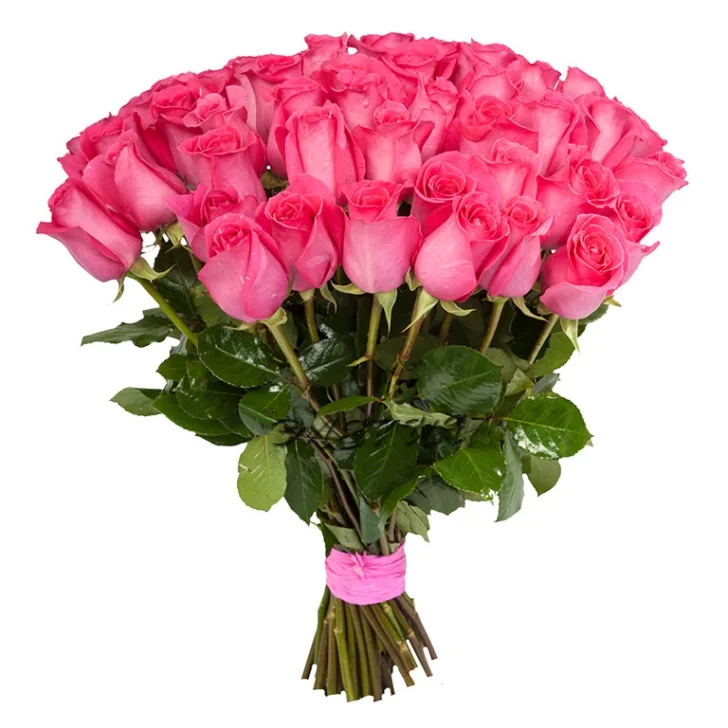 Роза "Пинк Флойд"