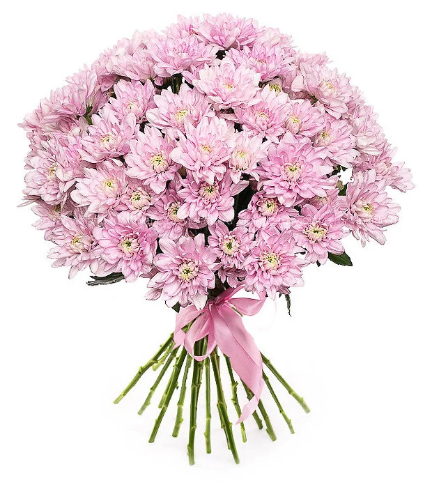 Букет из 15 розовых кустовых хризантем