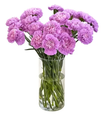 Диантус, 1 шт