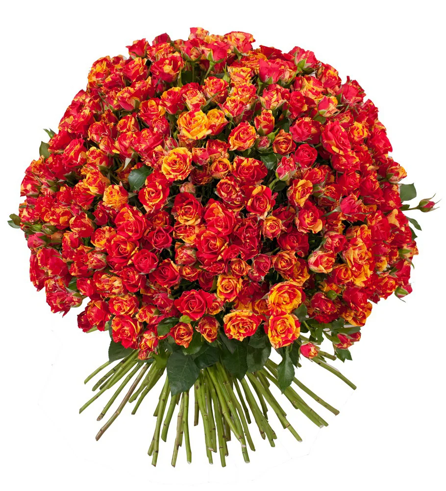 Роза "Мадрид"