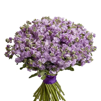 Маттиола, 1 шт