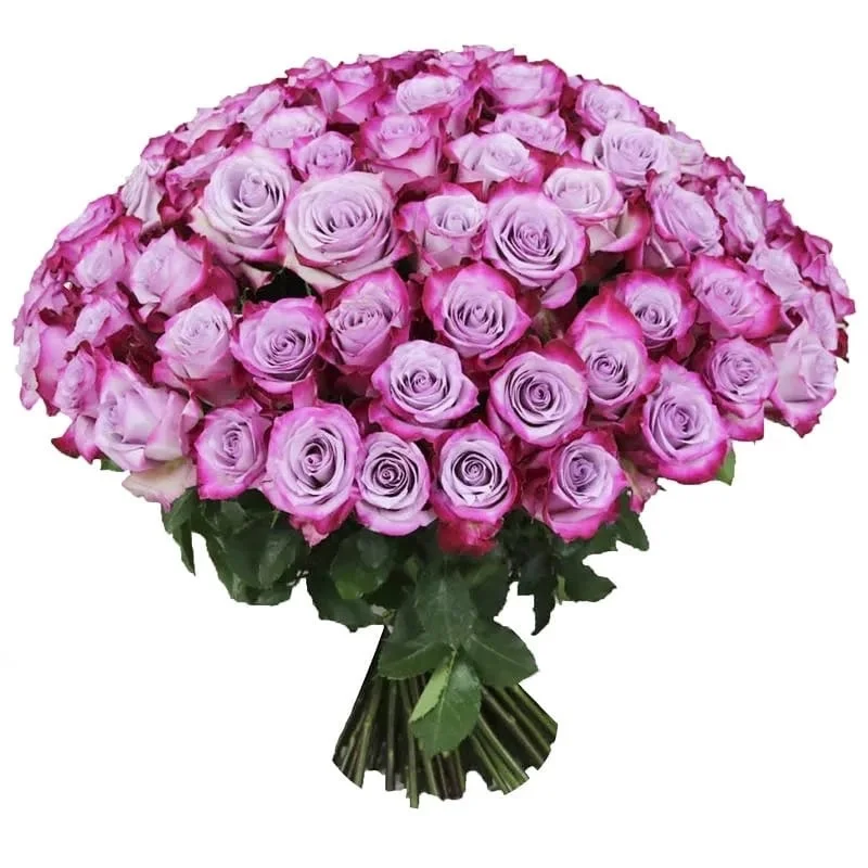 Роза "Дип Пёрпл"