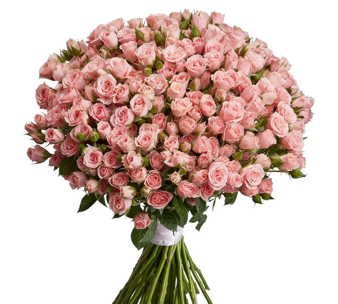 Роза кустовая кенийская