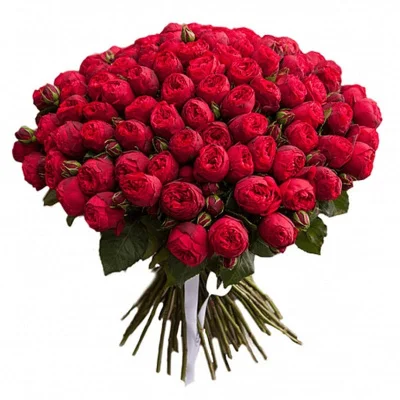 Роза пионовидная "Ред Пиано", 1 шт