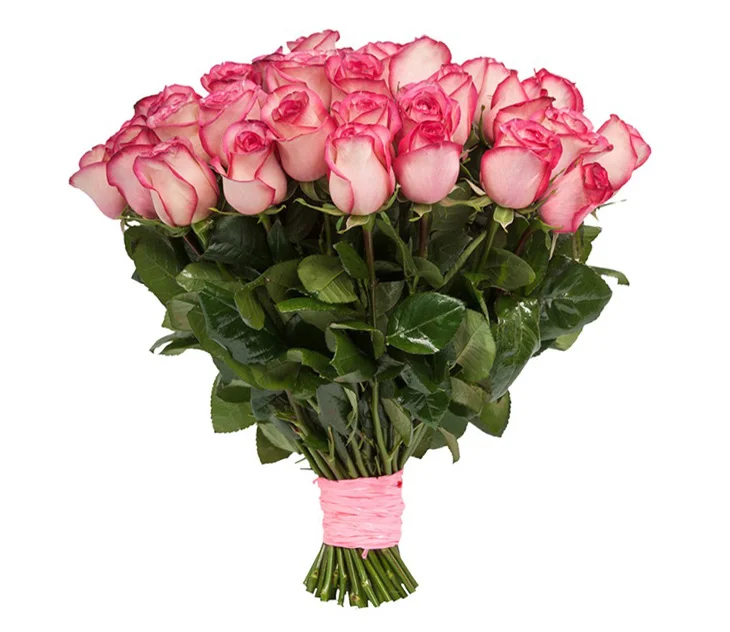 Роза "Карусель"