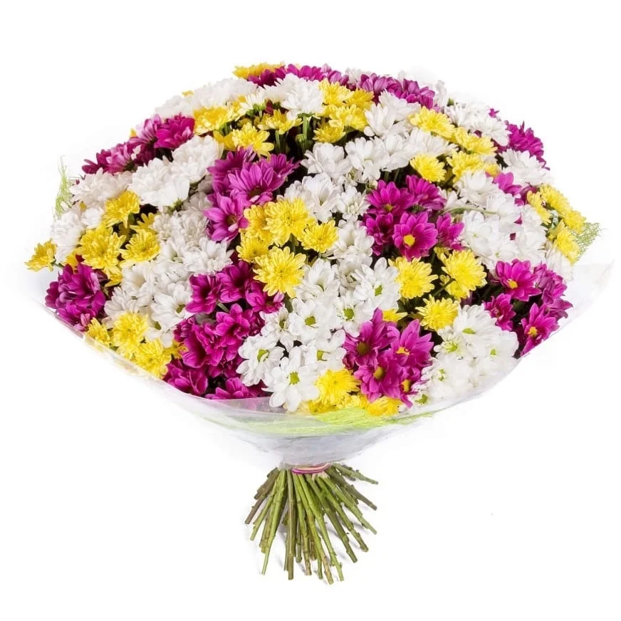 51 кустовая хризантема