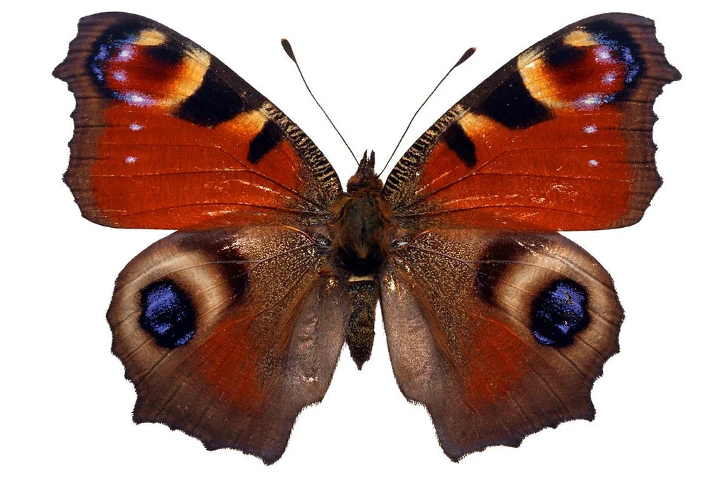 Бабочка Павлиний глаз