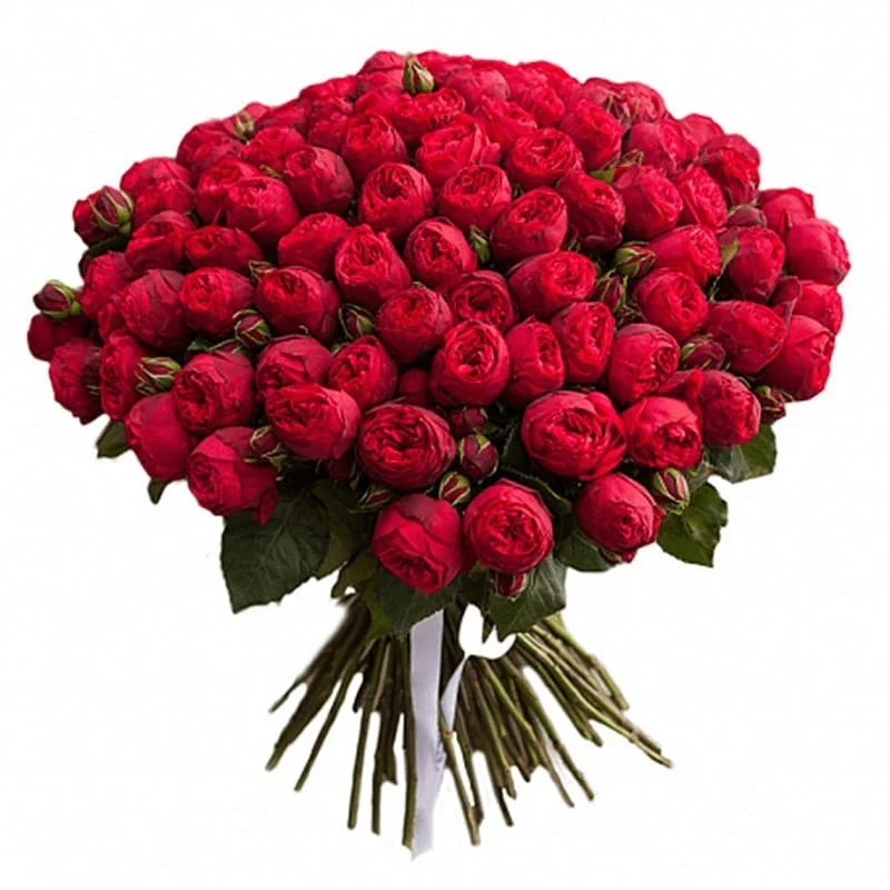 Роза пионовидная "Ред Пиано"