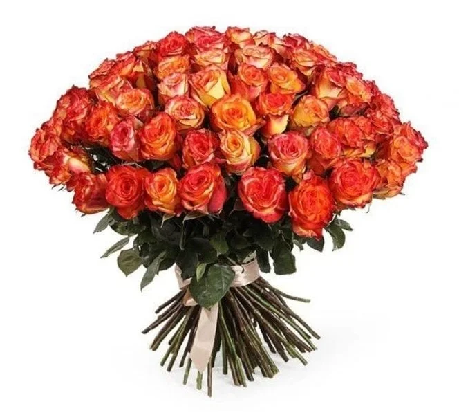 51 Роза "Хай Мэджик"