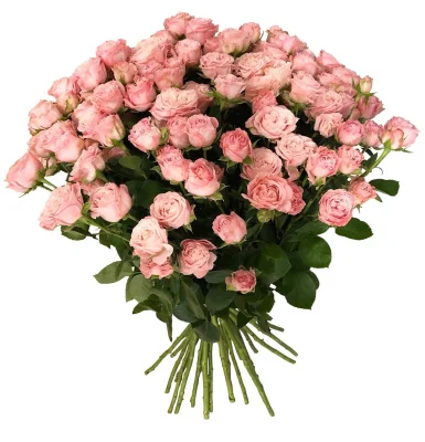 Роза пионовидная "Леди Бомбастик", 1 шт